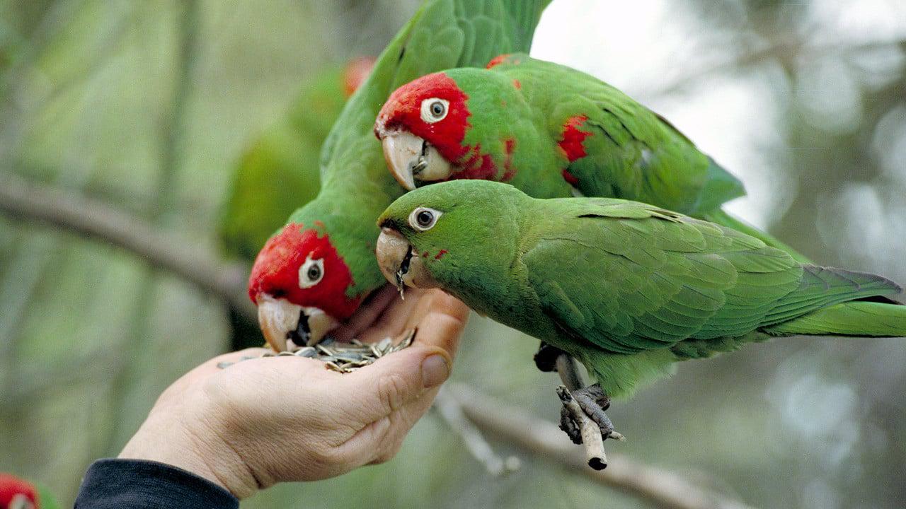 Backdrop Image for The Wild Parrots of Telegraph Hill