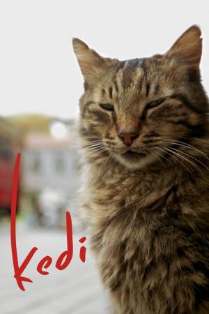 Poster for Kedi